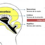 El cerebro triple: Neocorteza, Límbico, Reptílico / Infografía: elaboración propia en base a imágenes de Aranzazu 5 y Yo menos que nadie.