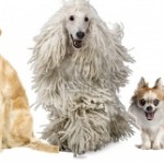 Los 5 Tipos de Vendedores Perros / Imagen: elaboración propia en base a Google Images.